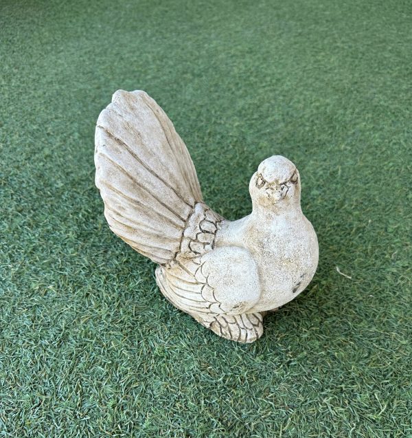 Dove