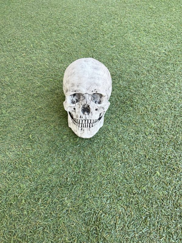 Skull