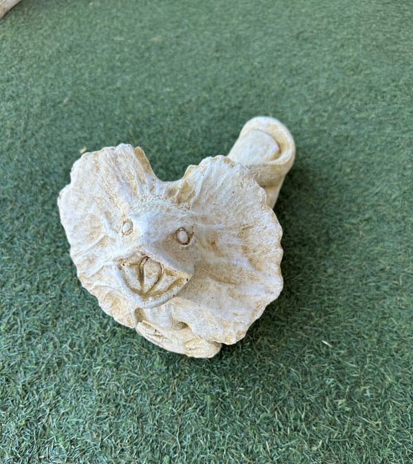 Frilled Neck Lizard - Image 2