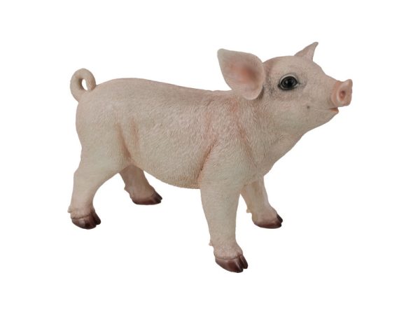 Standing Pig