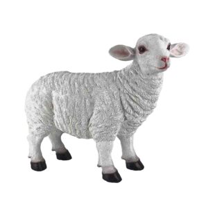 Sheep