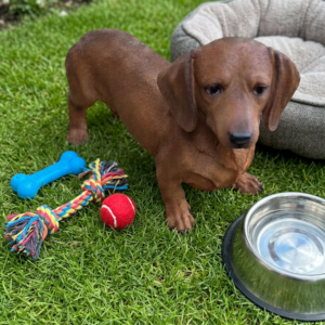 Tan Daschund